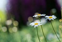 Argyranthemum gracile 'Chelsea Girl' - Marguerite or Paris daisy