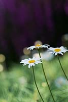 Argyranthemum gracile 'Chelsea Girl' - Marguerite or Paris daisy