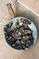 Removing garden snails in a metal pan