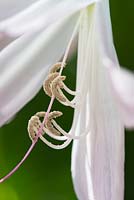 Crinum bulbispermum - Cape Lily anthers