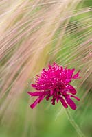 Knautia macedonica - Macedonian scabious wildflower
