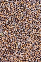 Triticum aestivum - Organic wheat grain used for growing Wheatgrass