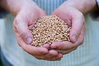 Triticum aestivum - Hands holding Organic wheat grain used for growing Wheatgrass