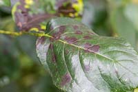 Step by step - removing stems with diseased leaves from rose plant - black spot