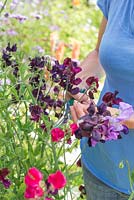 Lathyrus 'Royal Mixed' in a raised vegetable bed with wigwam support - cutting flowers