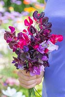 Lathyrus 'Royal Mixed' - cutting flowers 
