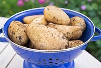 Step by step for growing potato 'Charlotte'