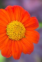 Tithonia rotundiflora 'Torch' - Step by step for growing 