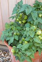 Step by step for growing tomatoes 'Tumbling Tom Red' in containers