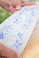 Step by step for creating decorative ice cubes using borage flowers 