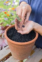 Step by step for growing basil in container - seeds 