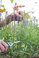 Step by step for growing Salvia ostfriesland in border - cutting back