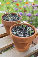 Step by step for taking lavender cuttings and re-potting - plants in containers 
