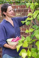 Step by step for planting and growing Borlotto 'Firetongue' beans from seed - harvesting 
