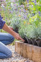Step-by-step for planting lavender in raised vegetable bed