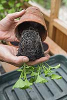 Step by step for dividing and repotting Pelargonium 'Black Knight' plants in containers - taking plants out of pot 