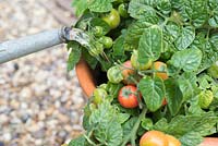 Step by step - growing tomato 'Tumbling Tom Red' in container - watering