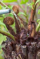 Dicksonia antarctica - unfurling tree fern