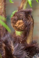 Dicksonia antarctica - unfurling tree fern