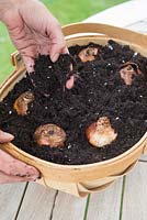Step by step for planting Narcissus paperwhite grandiflora bulbs in wooden container - covering with compost 