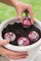 Step by step for planting Hyacinth 'Woodstock' bulbs in container