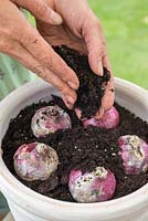Step by step for planting Hyacinth 'Woodstock' bulbs in container - covering with compost 