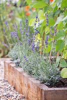 Lavandula - Step by step for planting lavender around edge of raised vegetable bed - companion planting