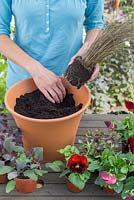 Step by step for planting a colourful container - adding plants one by one 