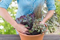 Step by step for planting a colourful container - firming compost around plants 