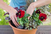 Step by step for planting a colourful container 