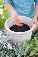 Step by step for planting silver grey themed container - adding plant food
