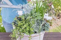 Step by step for planting silver grey themed container - watering newly planted container. Plants include Cineraria 'Silver Leaf', Thymus 'Foxley', Helichrysum angustifolium and Salvia officinalis 'Icterina'