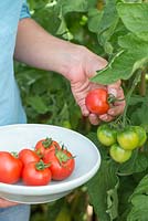 Step by step for growing tomato 'Orkado F1' -Harvesting