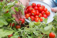 Step by step for growing tomato 'Tumbling Tom Red' -Harvesting