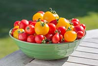 Step by step for growing tomatoes. Harvested tomato crop - 'Orkado F1', 'Red Pear', 'Sweet'n'Neat' and 'Golden Sunrise'