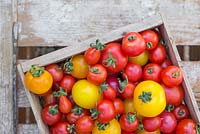 Step by step for growing tomatoes. Harvested tomato crop - 'Orkado F1', 'Red Pear', 'Sweet'n'Neat' and 'Golden Sunrise'