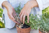 Step by step for planting group of herb containers - Thymus 'Foxley' and 'Silver Posie'. Adding gravel