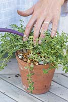 Step by step for planting group of herb containers - Thymus 'Foxley' and 'Silver Posie'. Watering completed pot