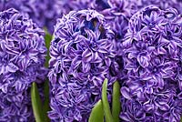 Hyacinthus orientalis 'Royal Navy', shortlisted for 'Plant of the Year', RHS Chelsea Flower Show 2012