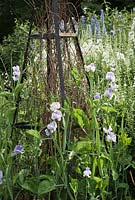 Summer border with lathyrus odoratus on metal obelisk plant support supplemented with twigs
