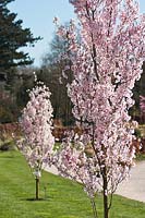Prunus pendula var. ascendens 'Rosea' at RHS Wisley in March
