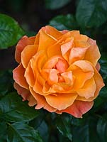 Rosa 'Fellowship' - floribunda rose