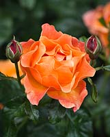Rosa 'Fellowship', floribunda rose