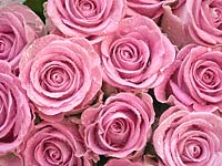 Bouquet of pink florists' roses with water droplets