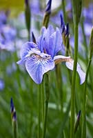 Iris sibirica 'Canonbury Belle'