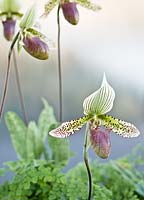 Phragmipedium - Orchid