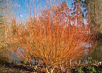 Salix alba var. vitellina 'Yelverton' in winter at RHS Wisley