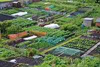Well tended allotments with summer crops, Berwick on Tweed, Northumberland, UK, June