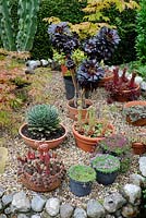 Raised area displaying containers of succulents, England, July