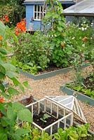 View of small vegetable garden in summer with raised beds of runner beans and victorian lantern cloche in foreground containing ridge cucumber plant